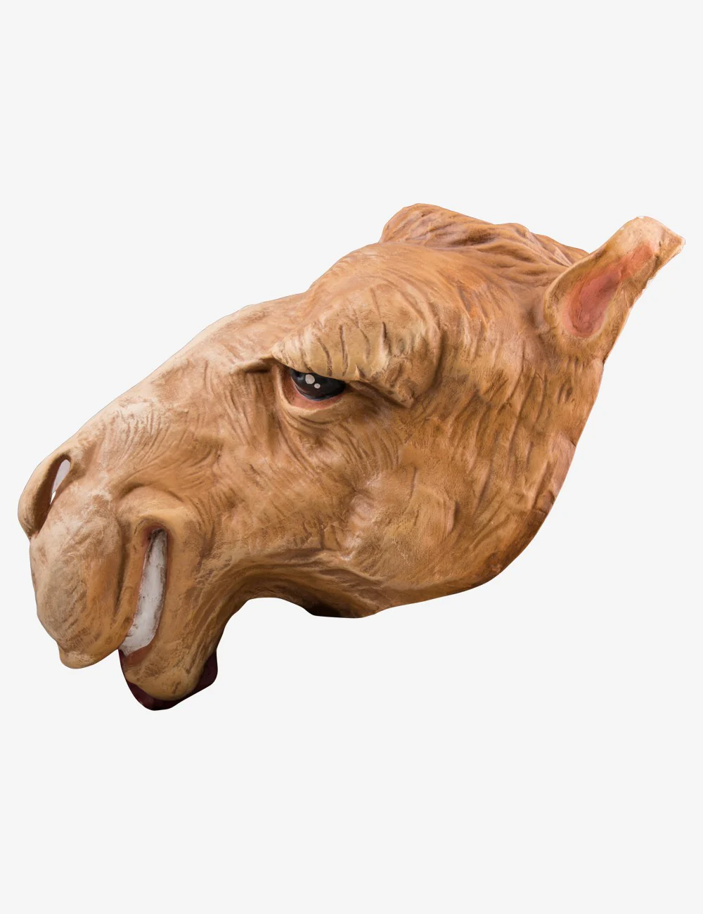 Cammello - Image 3